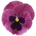 Bild von Viola P9 Grootbloemig Pink shades